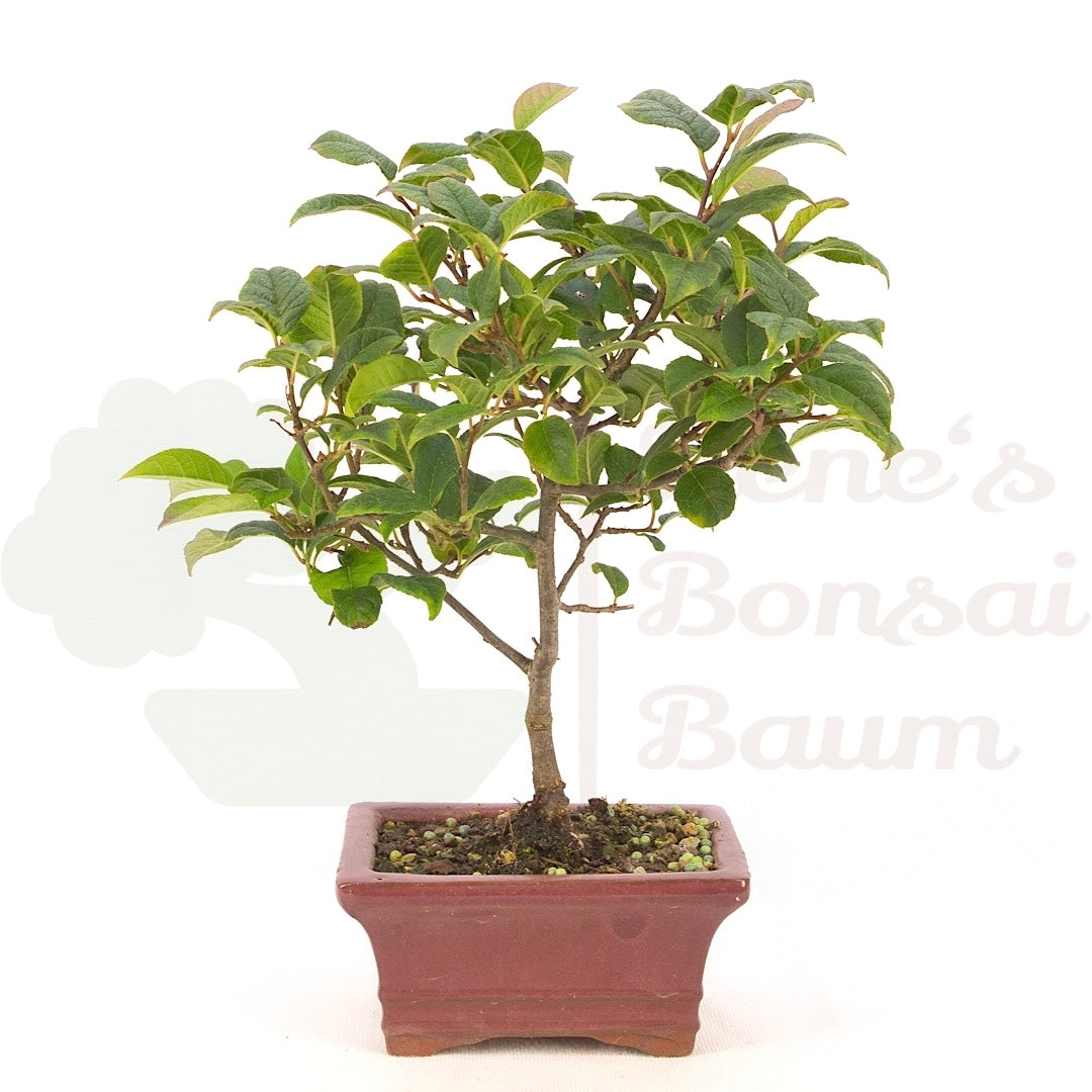 Japanische Winterbeere ' Ilex serrata'